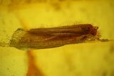 Detailed Micromoth (Microlepidoptera) In Baltic Amber #207480-2